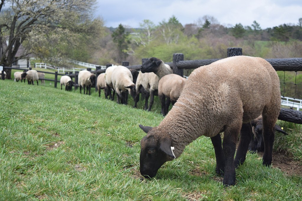 🏞️ 야마나시 현립 마키바 공원(山梨県立 まきば公園)